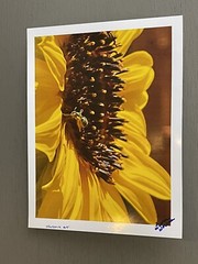 Agapostemon Clocking His Sunflower In, Minute #1- Contemporary Photograph