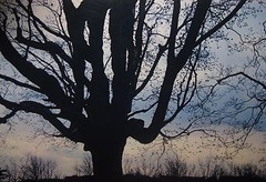 Vintage 1962 DANIEL FARBER ‘Sugar Maple’ New England Tree Photo – SILHOUETTE