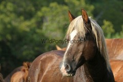 Chincoteague Pony Photo – Stallion Surfer Dude – Pick One Image -Various Sizes