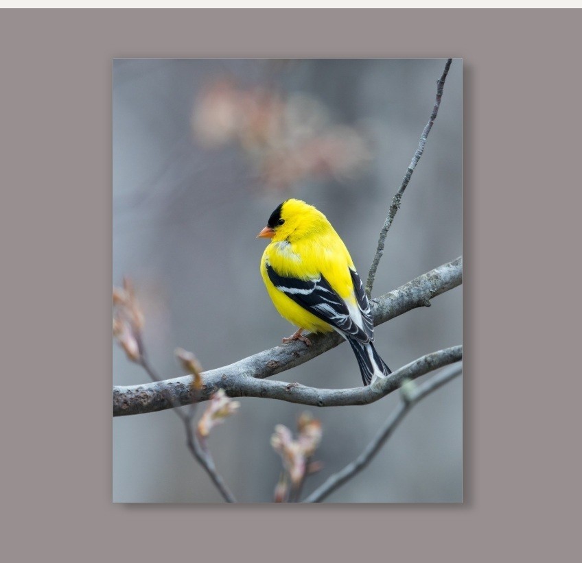 Yellow Finch Satin Paper boardposter 11X14