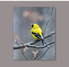 Yellow Finch Satin Paper boardposter 11X14