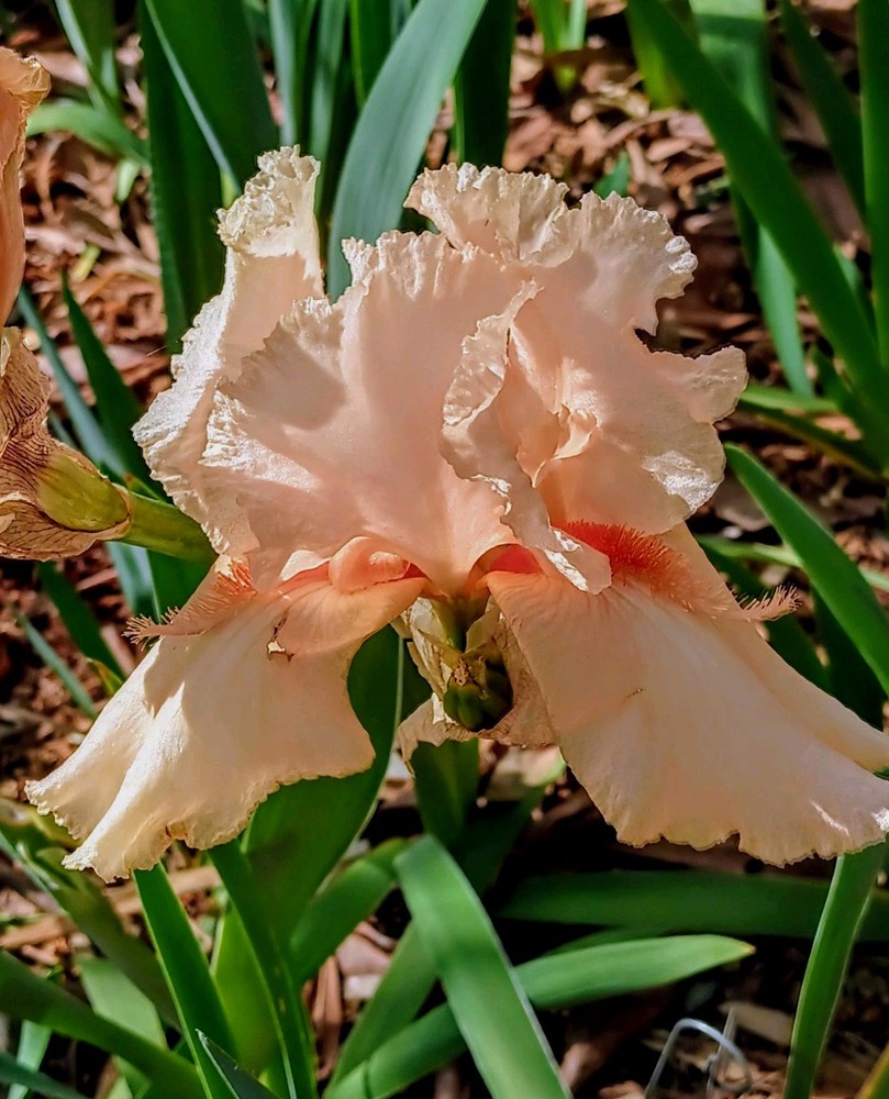 8 «x 10» Peach Iris AZ Print Bluebonster-Art, Hand Signed/ Numbered