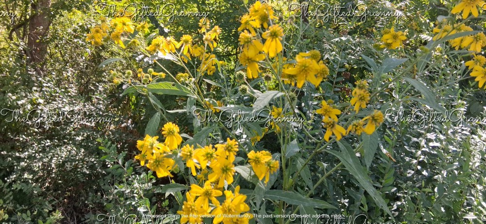 Digital Image Picture Photo Wallpaper Background Wingstem Yellow Flower WV
