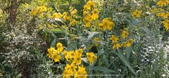 Digital Image Picture Photo Wallpaper Background Wingstem Yellow Flower WV
