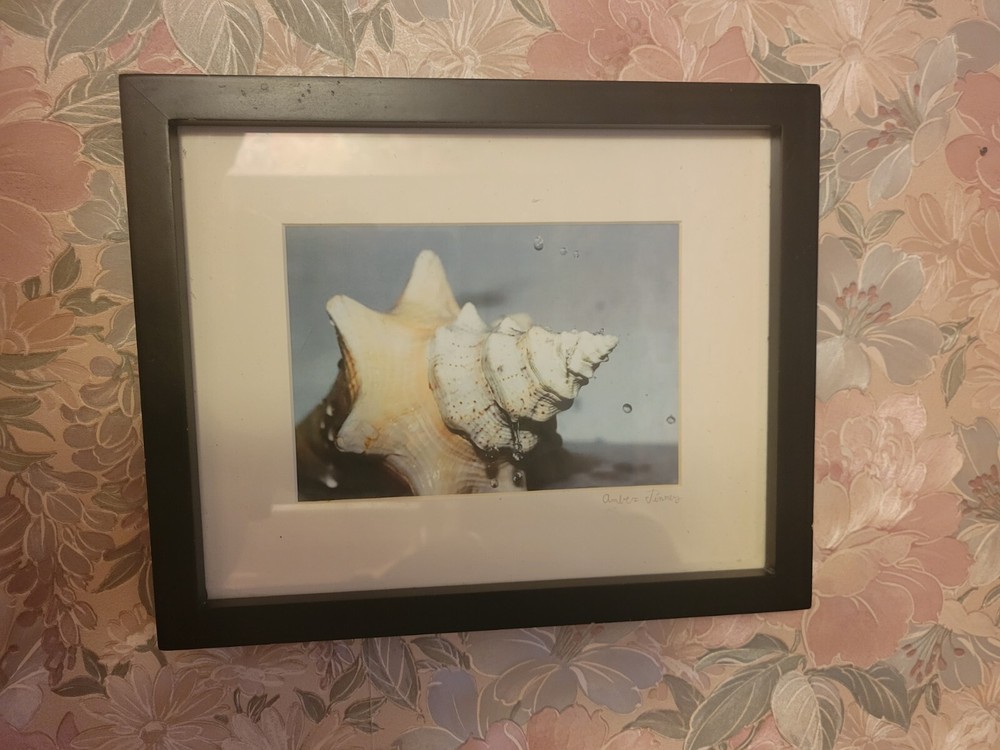 Original Seashell Photo Print