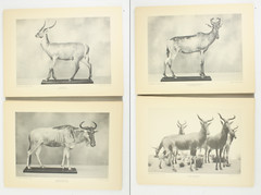 1927 Carl Akeley Photo Set Field Museum Natural History IL Taxidermy & Sculpture