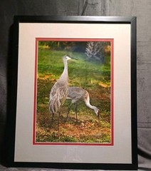 Sandhill Crane Art Photography NANCY C. MORELAND 17 X 21″