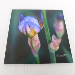 Purple Iris Flower Color Photography Lot of 4 Print Foam Board Botanical Nature