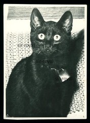 Schockierte Schwarze Katze – Foto 9x12cm