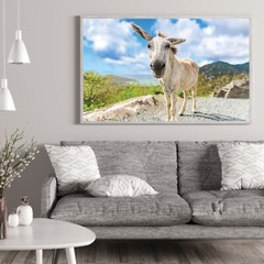 St John White Donkeys Photography Wall Art Decor, US Virgin Islands, USVI Donkey