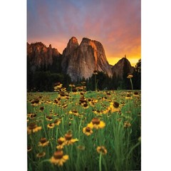 Yosemite Valley Sunflowers, Wildflowers in The Meadows, Yosemite National Park