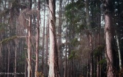 Jeff Ripple Signed Photograph of Misty Florida Cypress Tree Landscape 22×32″