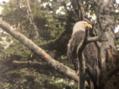 Bald Eagle Resting On A Tree 11.5×14.5” Framed Photograph