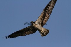 Osprey Photo 1, Pick One Image – Various Sizes