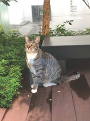 Beautiful Tabby Cat Photography – Original Digital JPEG – Real Photo, Not AI