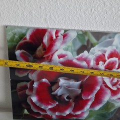 Lot Of 3 Framed Wall Decor Photographed Pictures Feat. Vibrant Flowers 14″ x 12″