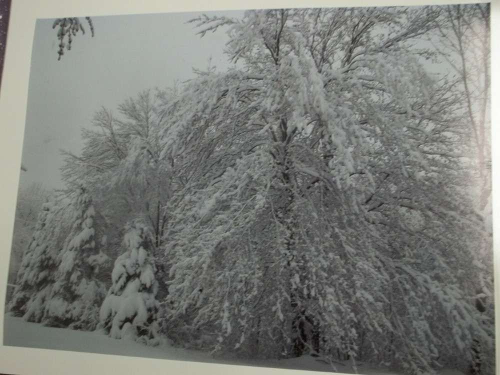 Woodland Snow Photographic Poster Art 18 x 24