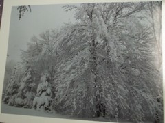 Woodland Snow Photographic Poster Art 18 x 24