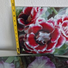 Lot Of 3 Framed Wall Decor Photographed Pictures Feat. Vibrant Flowers 14″ x 12″