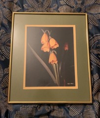 Ralph Holmes Vintage Framed Art Print Sandersonia Aurantiaca Christmas Bells