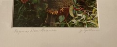 Jim Spillane Photography ‘Papua New Guinea’ Child Signed Matted Photo