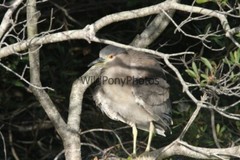 Black Crowned Night Heron Photo, Pick One Image – Various Sizes