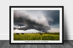 Storm Photography Print: Kansas Cows Thunderstorm Country Weather Cattle Photo