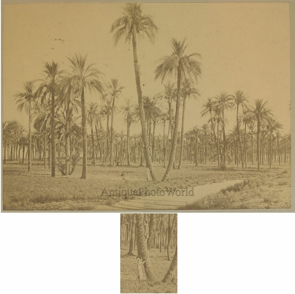 People on palm tress Egypt antique albumen art photo by Henri Bechard