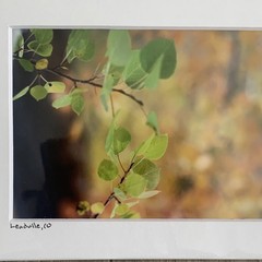 Set of 3 – Fall Colors in Leadville, Colorado Photography Print – Signed Matted
