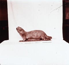 Otter Tier Ausgestopft Präparat Zoologie c1920 Foto Stereo Vintage Platte Glas