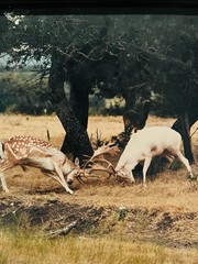 VTG Photo Nature Framed Photo “Duel at Dawn,» Photographer Dennis Norton 8/100￼