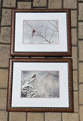 thomas mangelsen two (2) signed photos of Finches.