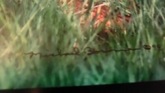 Black Bear Cub Photo Art Signed 12 x 8 unframed Michael Bowman Numbered 27/3000