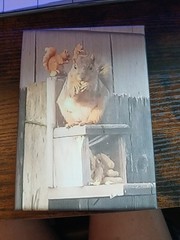 5×7 The Graph Of A Squirrel, Photograph To Buy Me And Put On Canvas.