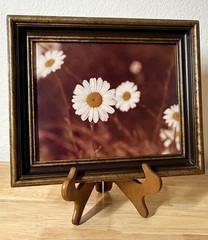 Vintage MCM 8×10 Framed Still Life White Daisy
