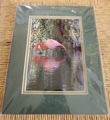 7×5 Flamingo bird photography picture Photo nature Original Jackson Zoo
