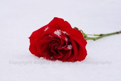 Original ACEO 2.5 x 3.5 inches photo art print ROSE IN SNOW red floral winter