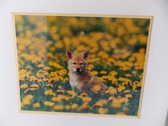 COYOTE PUP MONTANA PHOTOGRAPH BY WARREN MAGILL LIMITED EDITION 20″ X 16″
