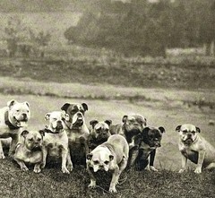 Bulldogs – An All English Eleven c. 1885 Fotofolio Art Photo Print Card 4.25”x6”