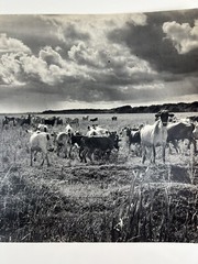 Vintage Large Black & White Photography Print Cattle Ranch Western Cowboys Rural