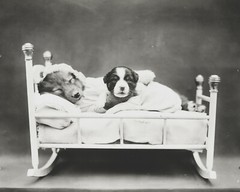 dog puppy pup baby art print Harry Whittier Frees 8×10 vintage photo picture #34