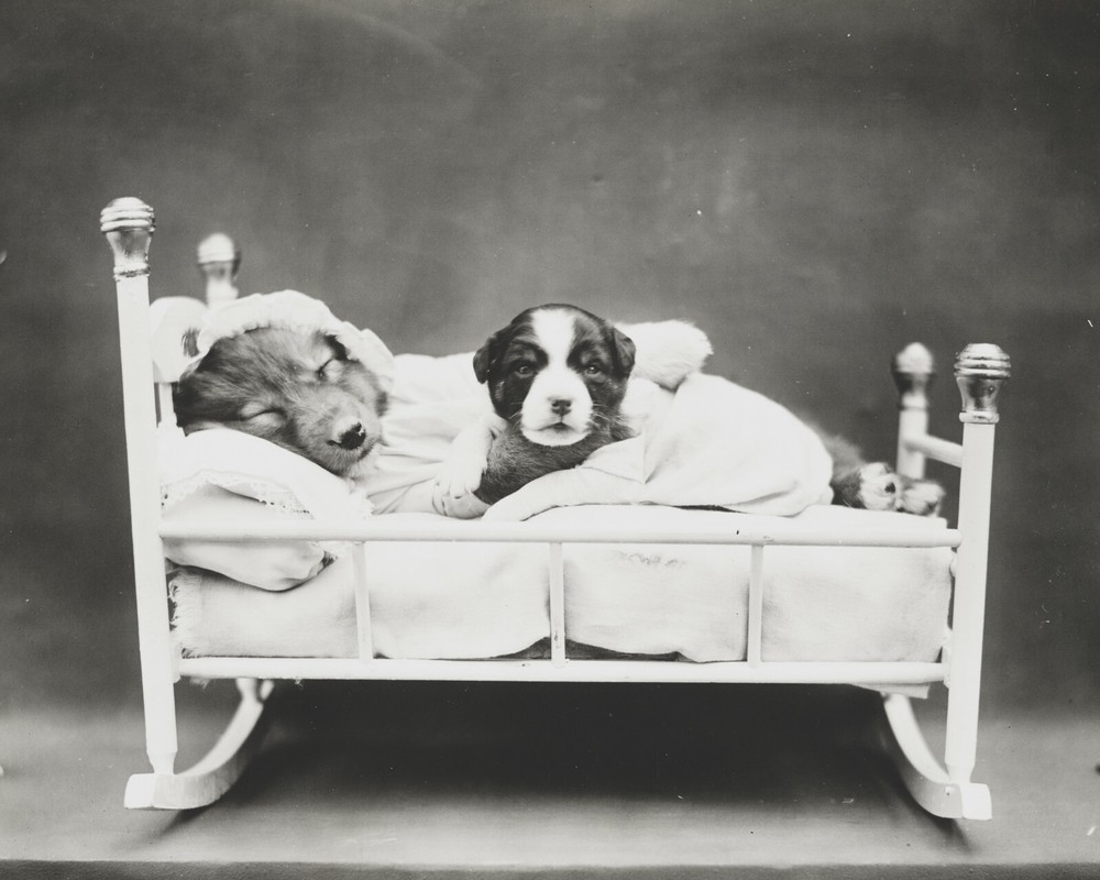 dog puppy pup baby art print Harry Whittier Frees 8×10 vintage photo picture #34
