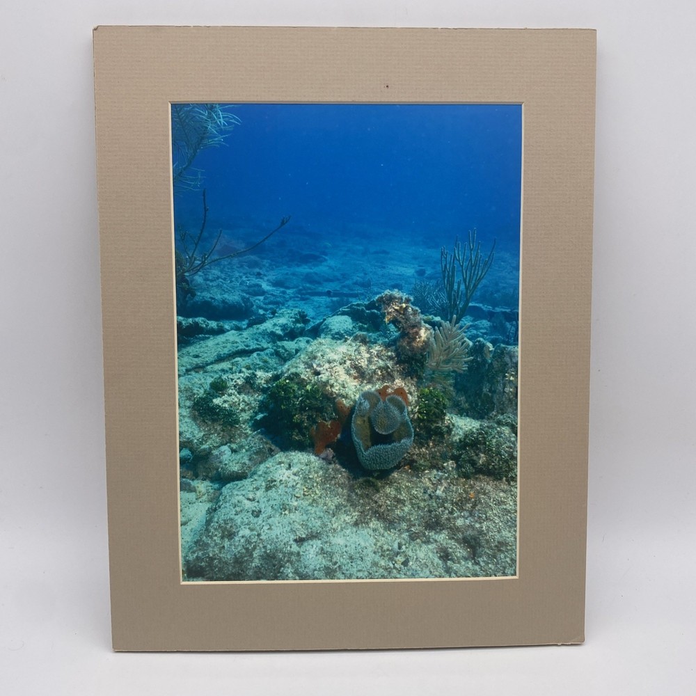 Matted Underwater Ocean Photo Print 11 X 14 Wall Art Gallery Decor