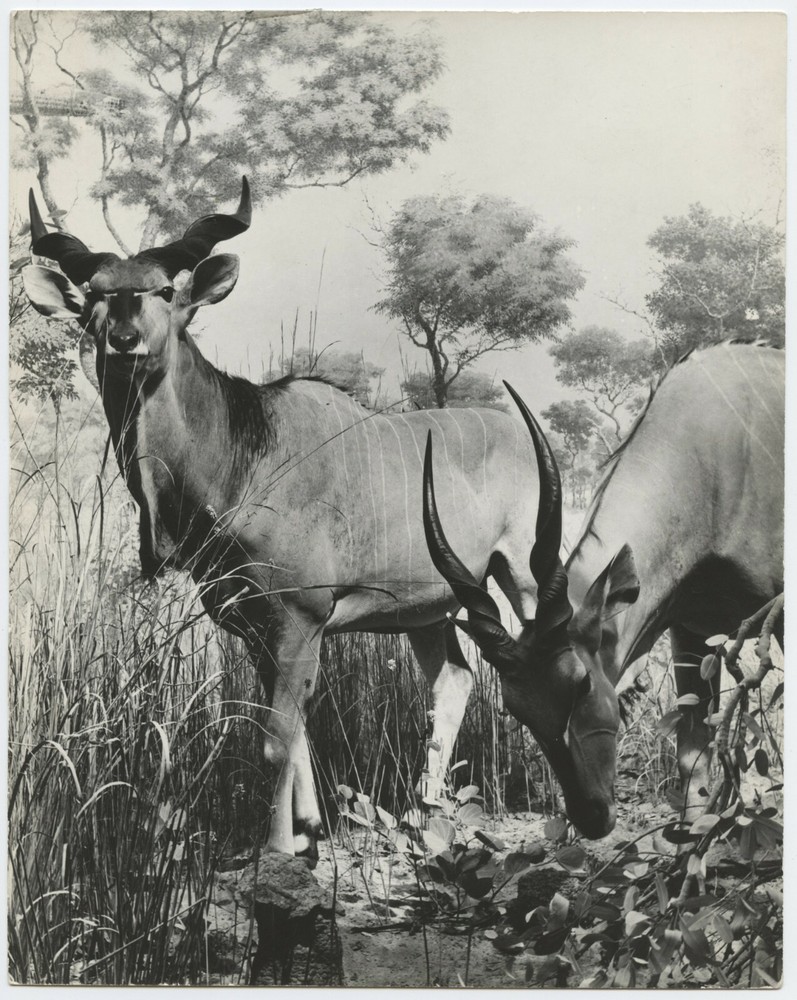 Lilo HESS: Greater Kudo, 1950s for LIFE Magazine / PIX-K / VINTAGE / STAMPED
