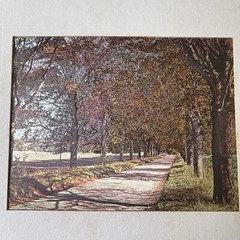 Matted Landscape of Trees and Road Looks Like Autumn Fall Colors