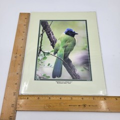 PHOTOGRAPHY Art Prints Lot 4 Vintage BIrds Birding Nature Photos – HW026
