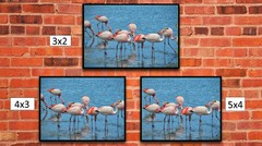 Wild Flamingoes, High Resolution Image, Many Formats, TV Art