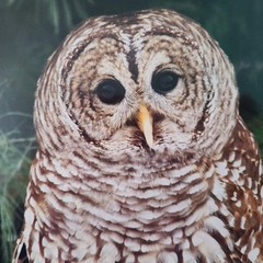 David L Reade Photography «Wizard» Barred Owl Wall Art Print Signed 11″x14″
