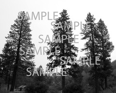 8 x 10 photograph art landscape trees glossy print black white nature