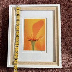 California Poppy Flower Art Photograph Signed & Framed